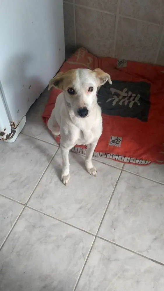 Cachorro ra a Indefinida idade 2 anos nome Pandora