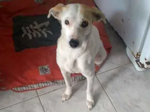 Cachorro raça Indefinida idade 2 anos nome Pandora