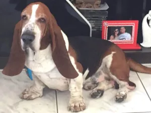 Cachorro raça Basset hound idade 6 ou mais anos nome Joca