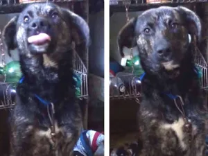 Cachorro raça SRD idade 1 ano nome Neguinho