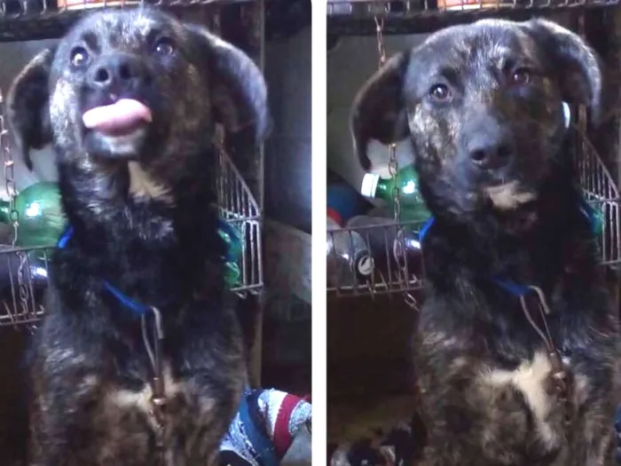 Cachorro ra a SRD idade 1 ano nome Neguinho