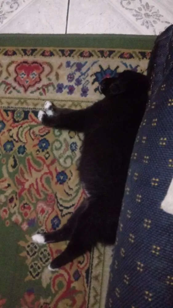 Cachorro ra a Vira lata  idade 2 a 6 meses nome Flora