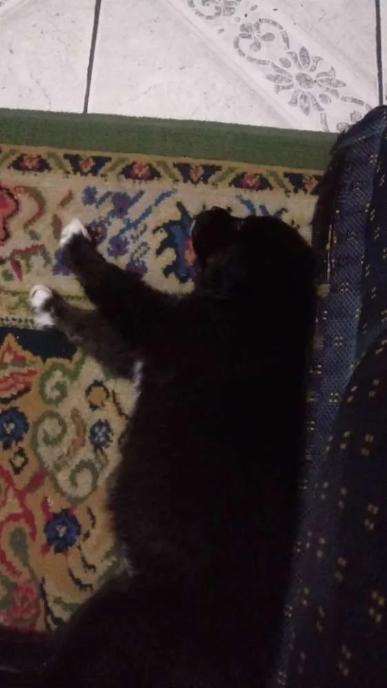 Cachorro ra a Vira lata  idade 2 a 6 meses nome Flora
