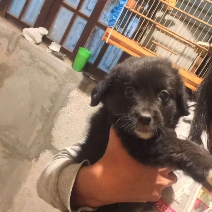 Cachorro ra a Vira lata  idade 2 a 6 meses nome Flora