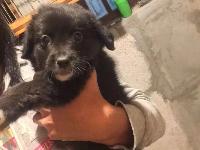 Cachorro ra a Vira lata  idade 2 a 6 meses nome Flora