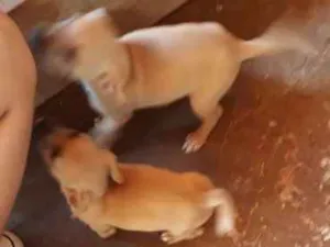 Cachorro raça sem raça definida idade 2 a 6 meses nome Ainda sem nomes