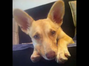 Cachorro raça SRD idade 7 a 11 meses nome Mel