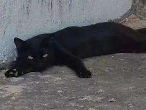 Gato raça SRD idade 2 a 6 meses nome Nestor