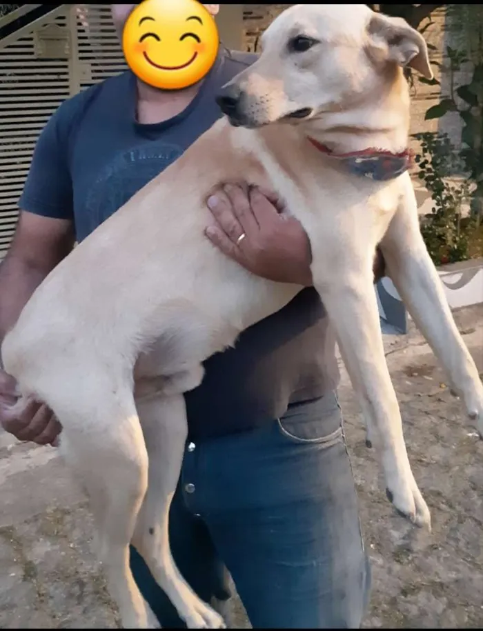 Cachorro raça sem raça  idade 1 ano nome Marley