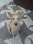 Cachorro raça sem raça idade 1 ano nome Bob