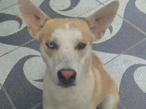 Cachorro raça sem raça idade 1 ano nome Bob