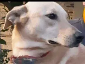 Cachorro raça sem raça  idade 1 ano nome Marley