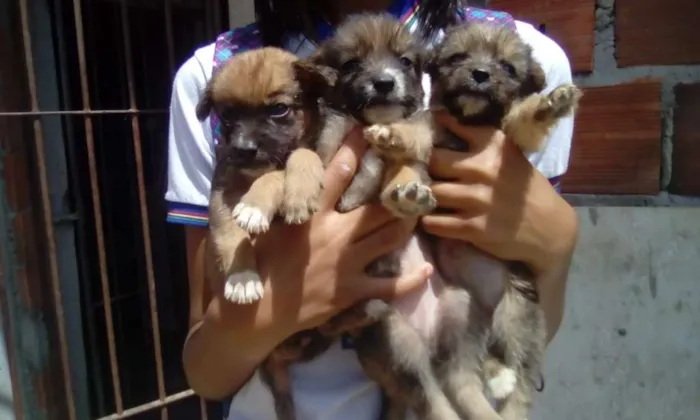 Cachorro raça Vira lata idade 2 a 6 meses nome Cadelinhas