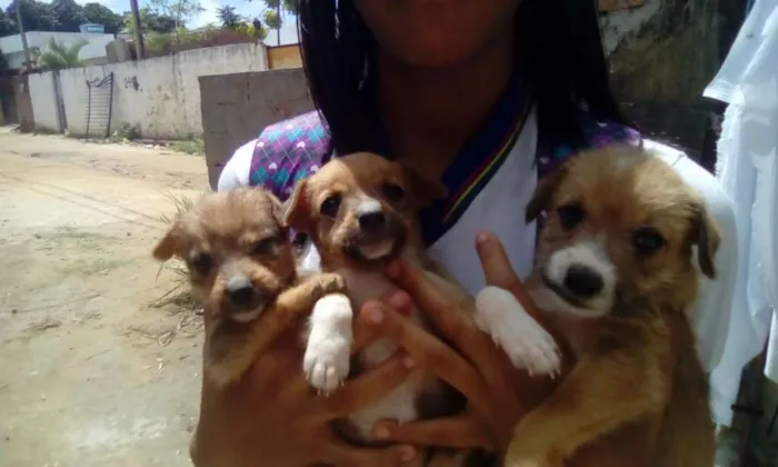 Cachorro raça Vira lata idade 2 a 6 meses nome Cadelinhas