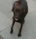 Milly