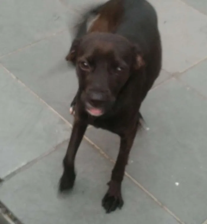 Cachorro ra a Mestiça idade 2 anos nome Milly