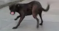 Milly