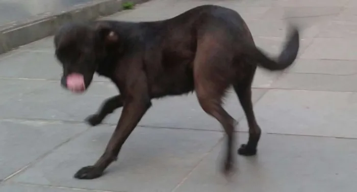 Cachorro ra a Mestiça idade 2 anos nome Milly