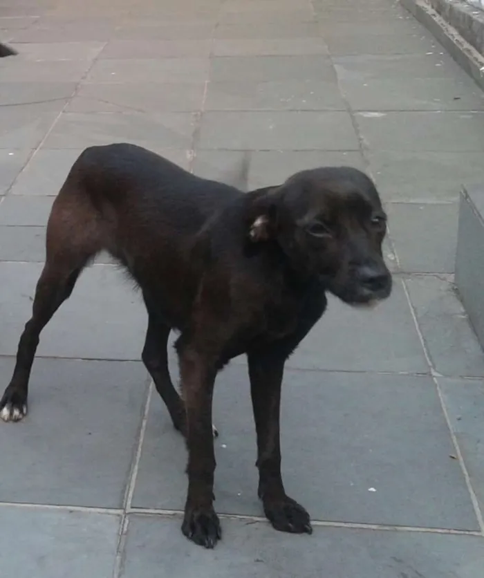 Cachorro ra a Mestiça idade 2 anos nome Milly