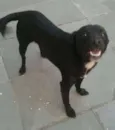 Luke
