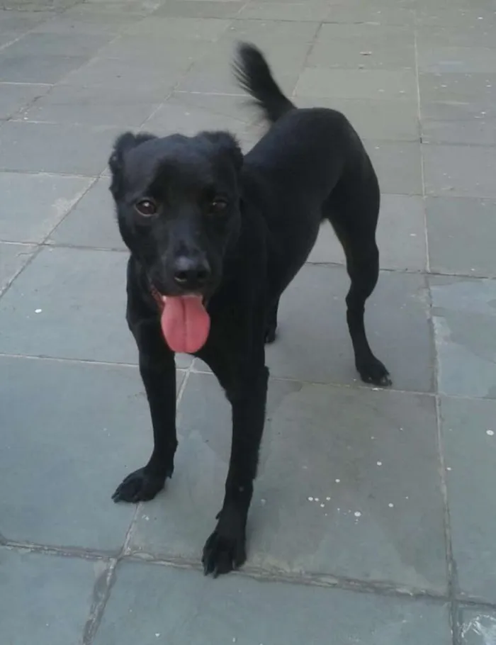 Cachorro ra a Mestiça idade 2 anos nome Luke