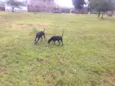 Zeus e hera