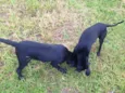 Zeus e hera