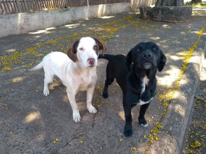 Cachorro ra a Sem raça definida idade 1 ano nome Não sei