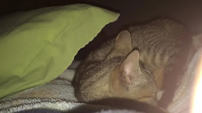 Gato raça Vira-lata  idade 2 a 6 meses nome Hina 