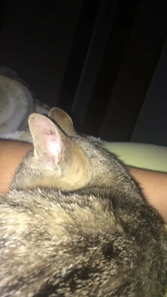 Gato raça Vira-lata  idade 2 a 6 meses nome Hina 