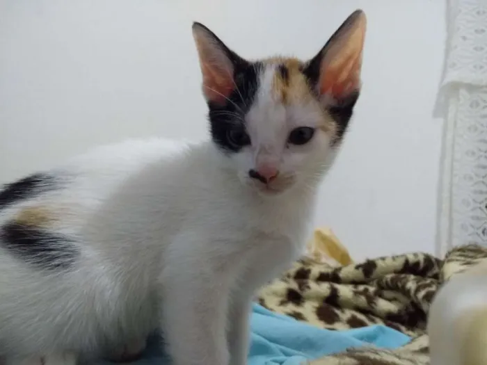 Gato ra a  idade Abaixo de 2 meses nome Ainda não tem nome 