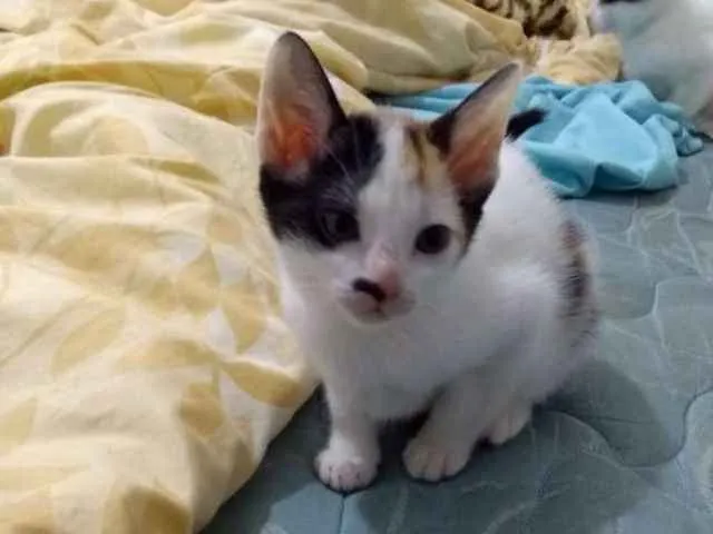 Gato ra a  idade Abaixo de 2 meses nome Ainda não tem nome 