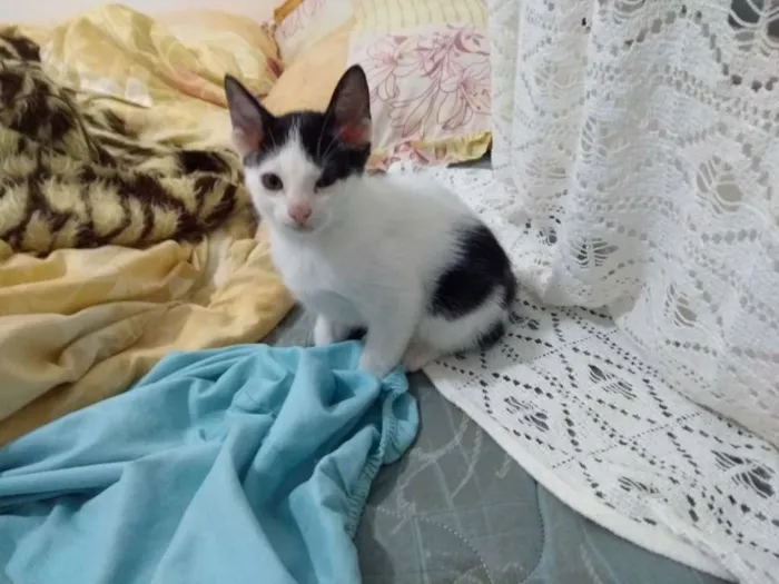 Gato ra a  idade Abaixo de 2 meses nome Ainda não tem nome 