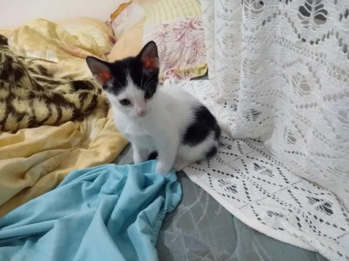 Gato ra a  idade Abaixo de 2 meses nome Ainda não tem nome 