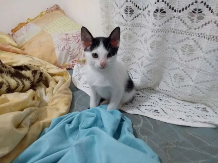 Gato ra a  idade Abaixo de 2 meses nome Ainda não tem nome 