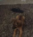 Amora 