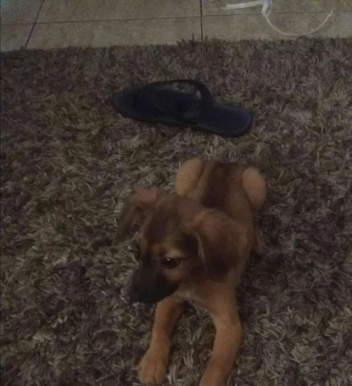 Cachorro ra a viralata idade 2 a 6 meses nome Amora 
