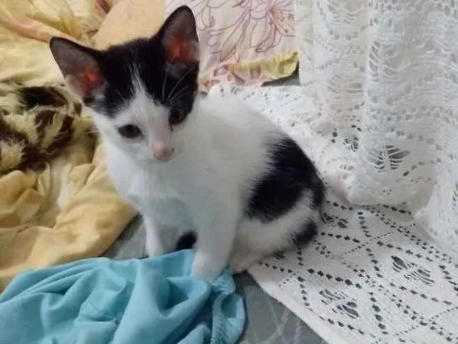 Gato ra a  idade Abaixo de 2 meses nome Ainda não tem nome 
