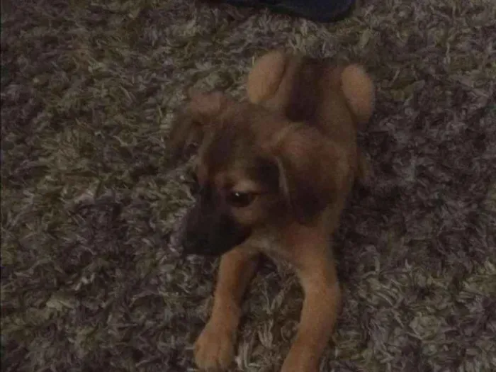 Cachorro ra a viralata idade 2 a 6 meses nome Amora 
