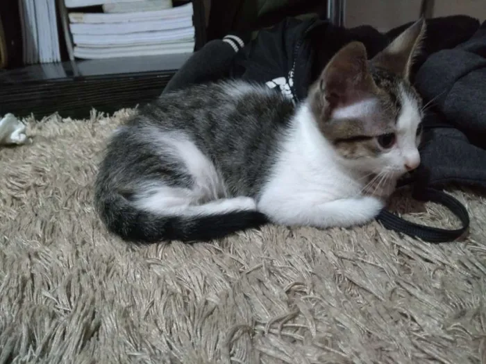 Gato ra a  idade Abaixo de 2 meses nome Cerafim