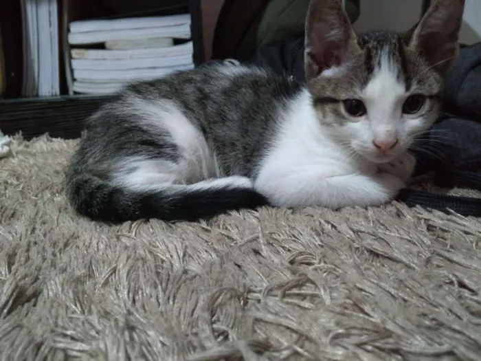 Gato ra a  idade Abaixo de 2 meses nome Cerafim