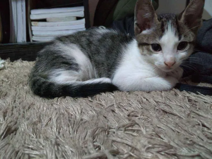 Gato ra a  idade Abaixo de 2 meses nome Cerafim