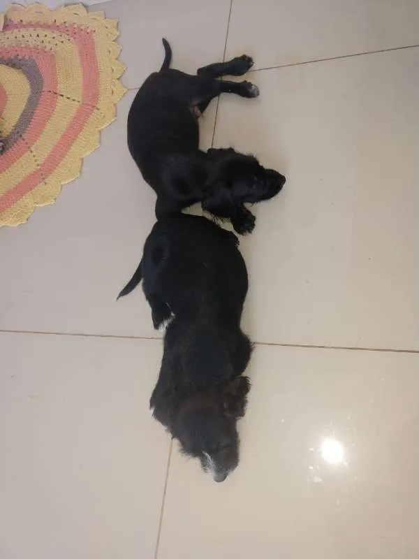 Cachorro ra a Vira lata idade 2 a 6 meses nome sem nomes