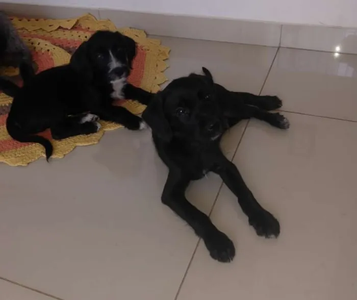 Cachorro ra a Vira lata idade 2 a 6 meses nome sem nomes
