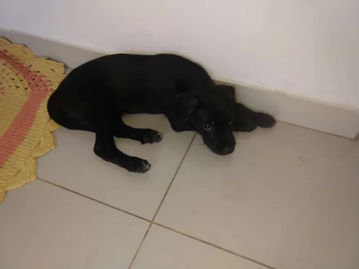 Cachorro ra a Vira lata idade 2 a 6 meses nome sem nomes
