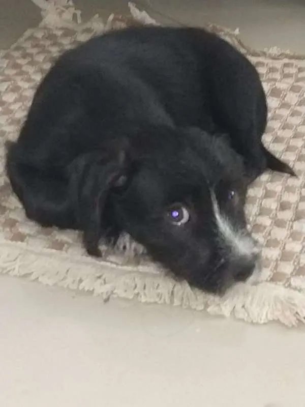 Cachorro ra a Vira lata idade 2 a 6 meses nome sem nomes