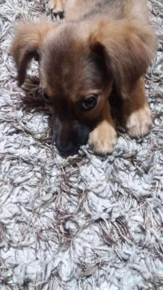 Cachorro ra a viralata idade 2 a 6 meses nome Amora 