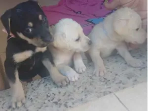 Cachorro raça sem reça idade Abaixo de 2 meses nome Nao tem nome
