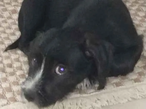 Cachorro ra a Vira lata idade 2 a 6 meses nome sem nomes