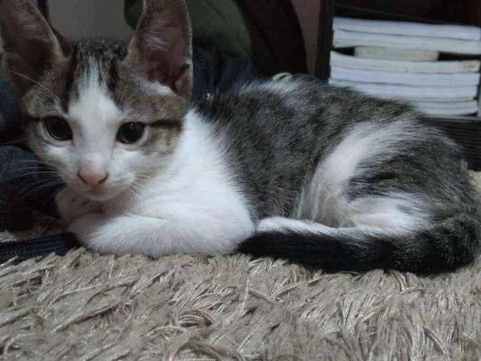 Gato ra a  idade Abaixo de 2 meses nome Cerafim